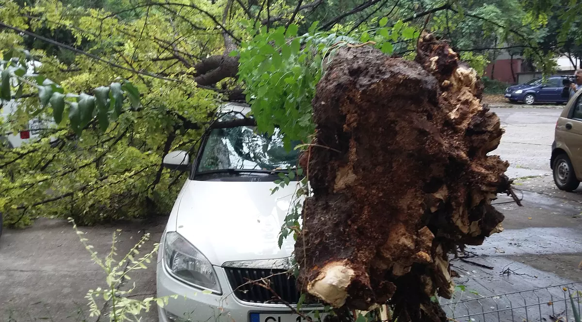 Cinci mașini avariate în Bacău de un copac tăiat greșit de o echipă de muncitori