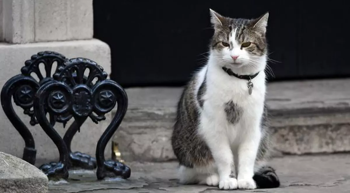 Răfuiala din Downing Street10:  Motanul Larry al premierului britanic, bătut de motanul ministrului de Externe