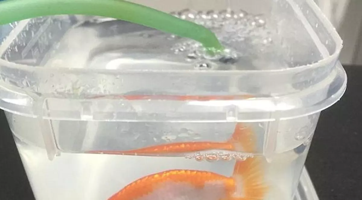 O femeie din Australia a cheltuit peste 500 de dolari să-și salveze peștișorul auriu