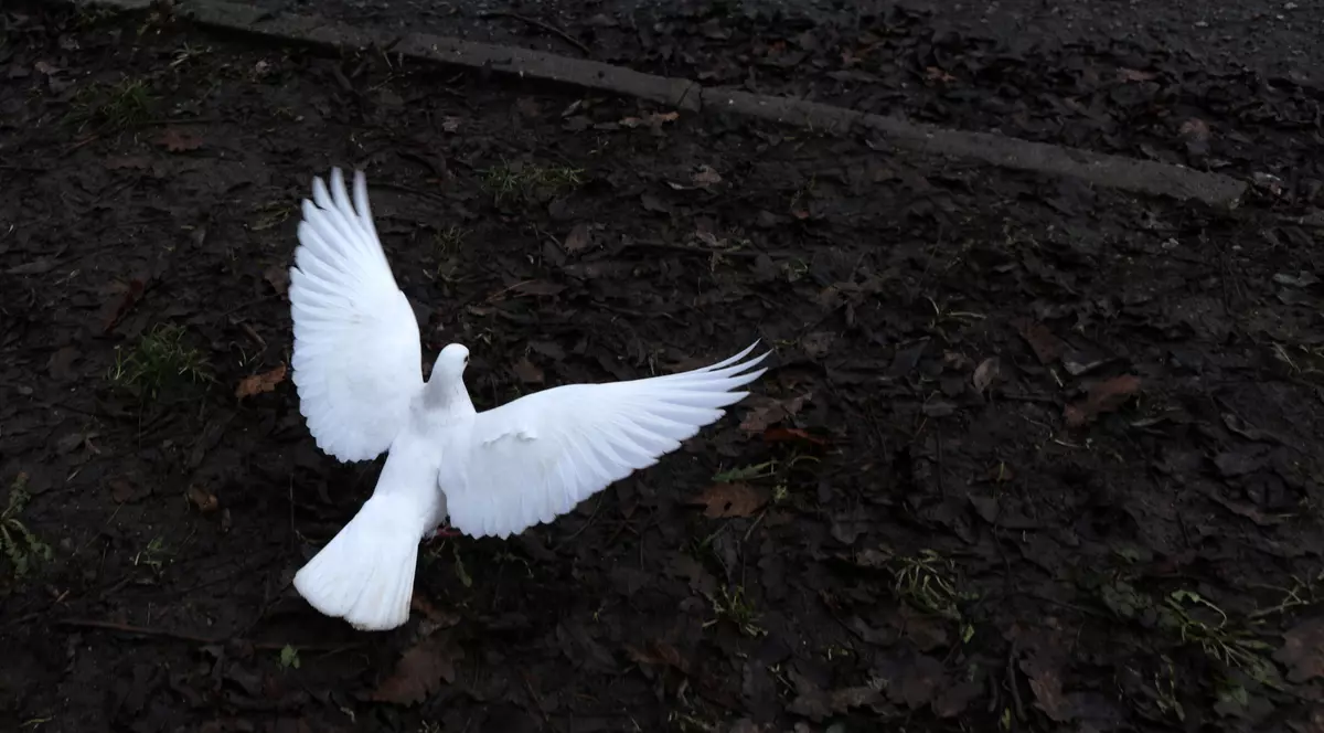 Astăzi este ziua mondială a păcii