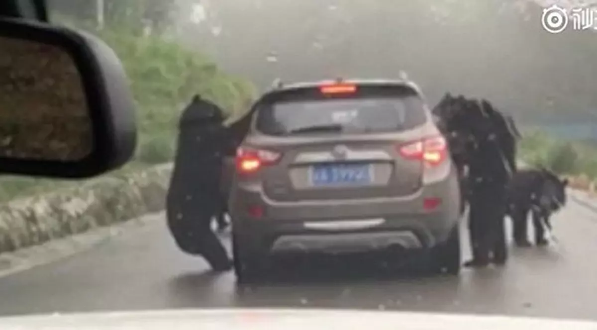 Incident într-un parc safari din China. Mai mulți urși au înconjurat o mașină și au încercat să deschidă portierele. Ce a urmat | VIDEO