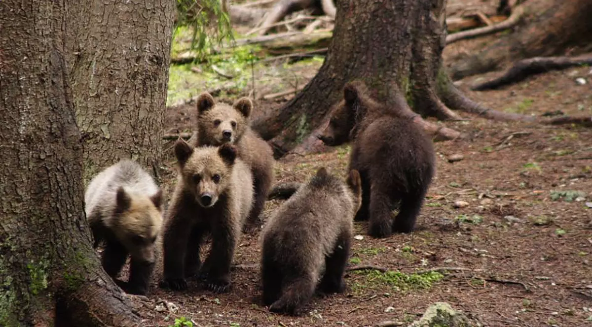 WWF a început o campanie de strângere de fonduri pentru orfelinatul destinat puilor de urși