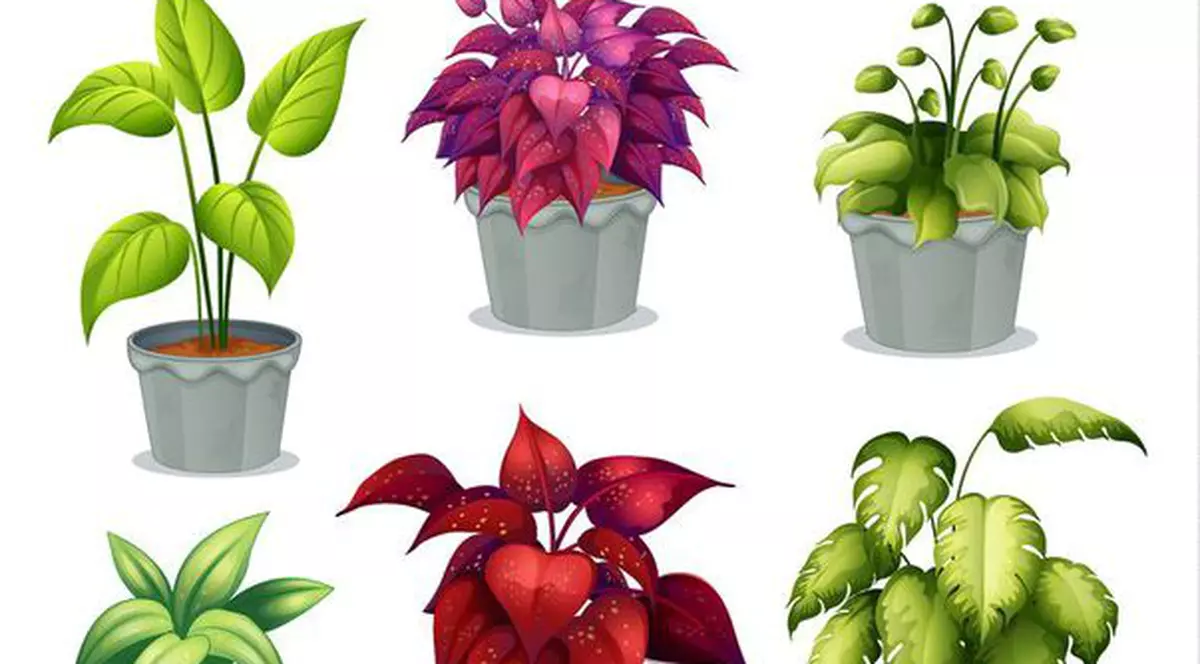 Ce plante să ai în casă în funcție de zodie