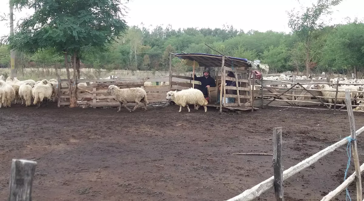 Ovi a făcut-o de oaie şi a ajuns la stână 