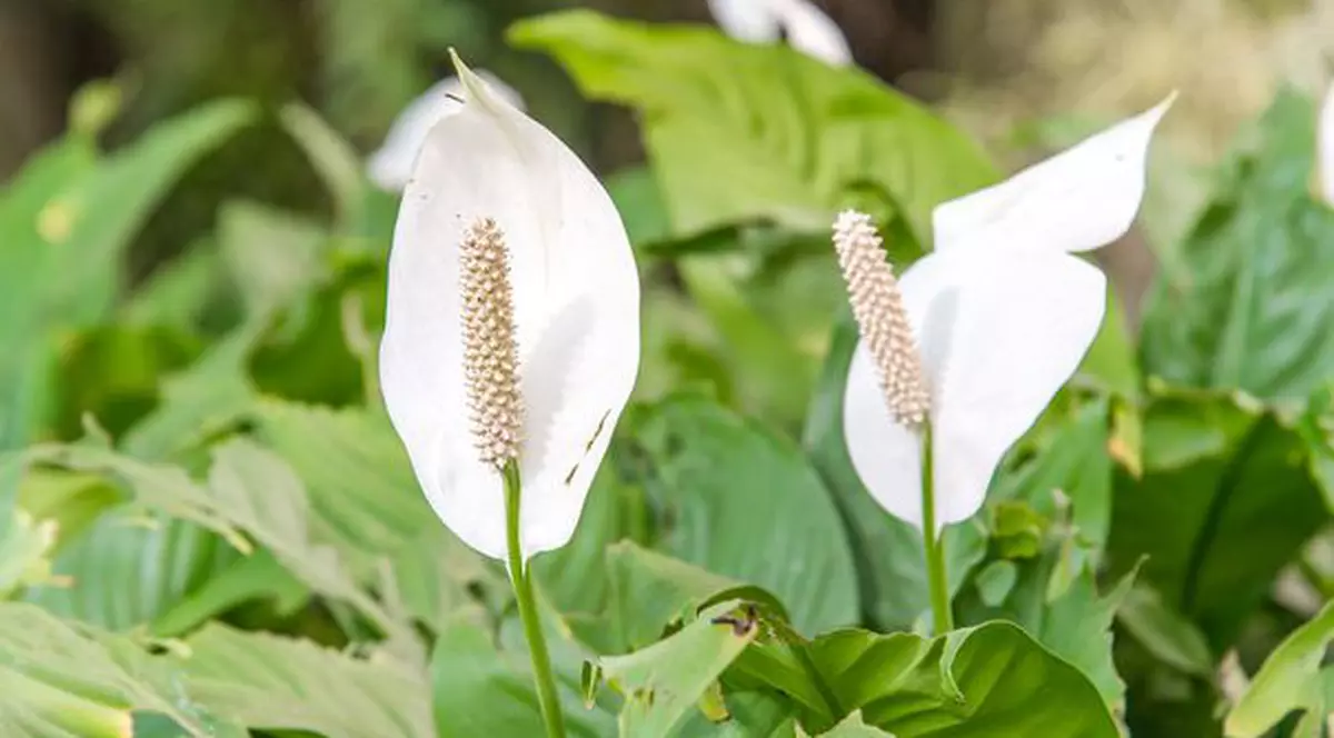 Cum faci crinul păcii să înflorească din nou!