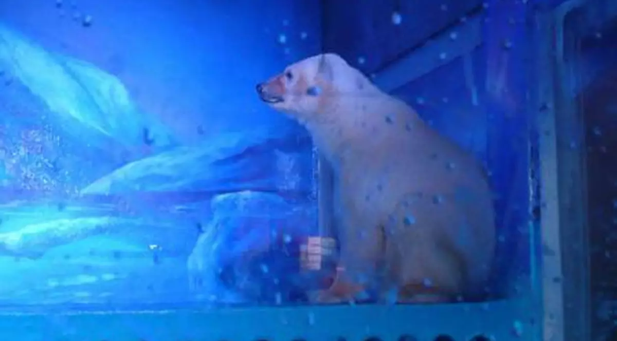 pizza- cel mai trist urs polar din lume