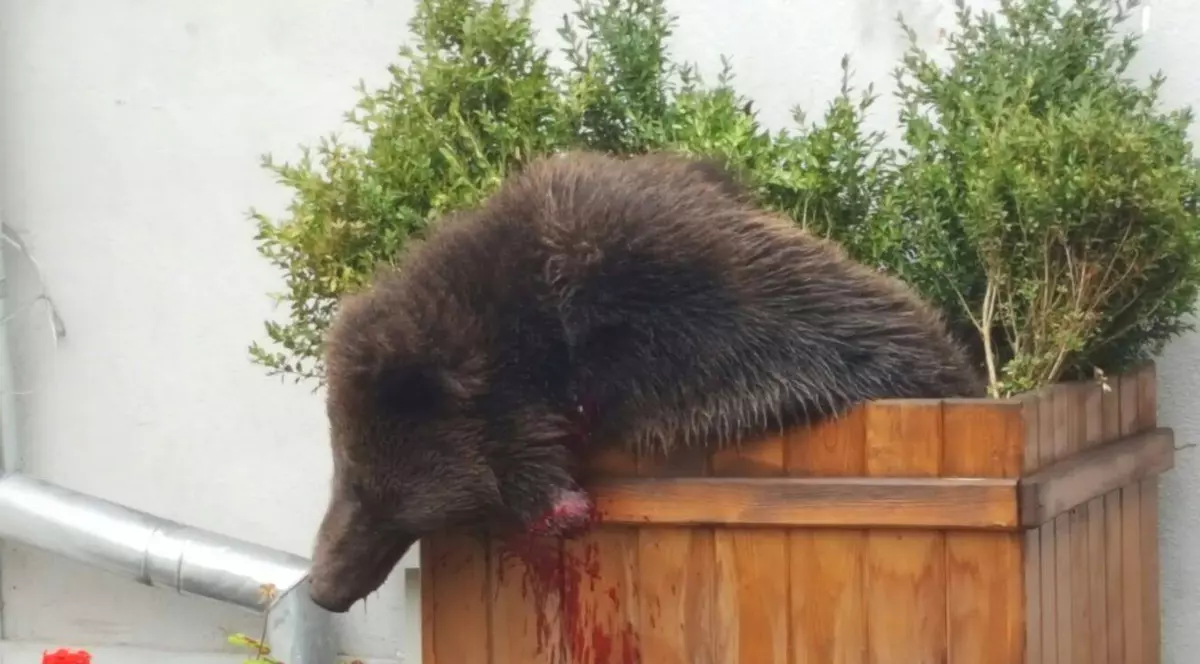 Ursul, care a umblat pe străzile din Sibiu, împușcat