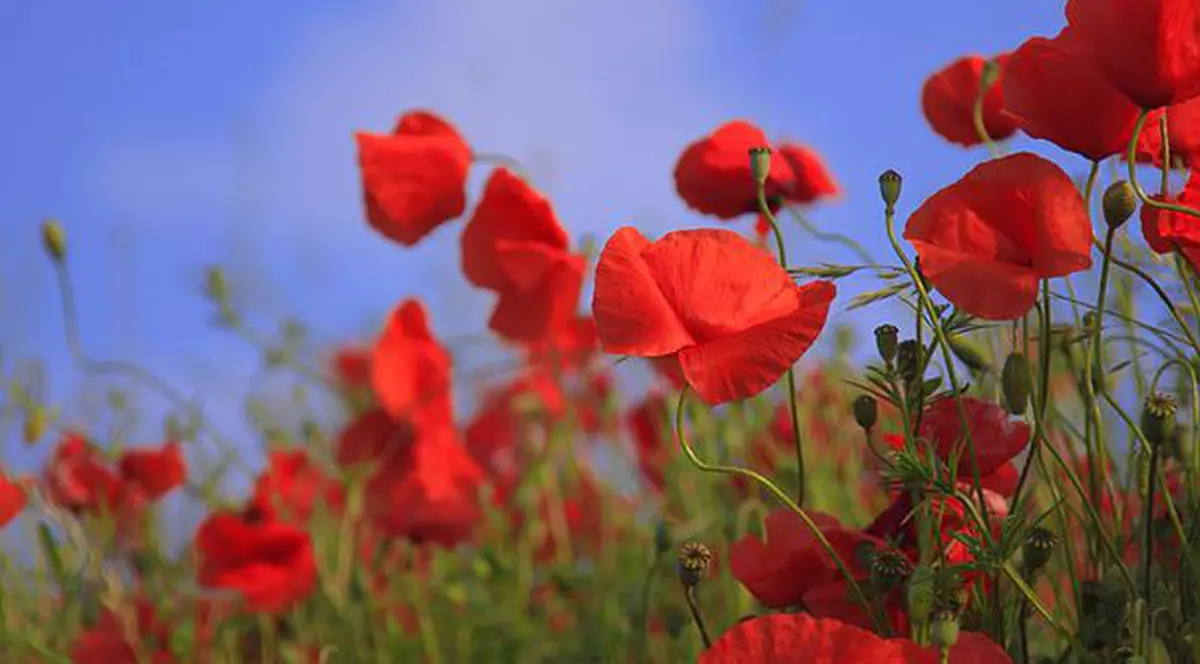 Ce spune despre tine luna în care te-ai născut