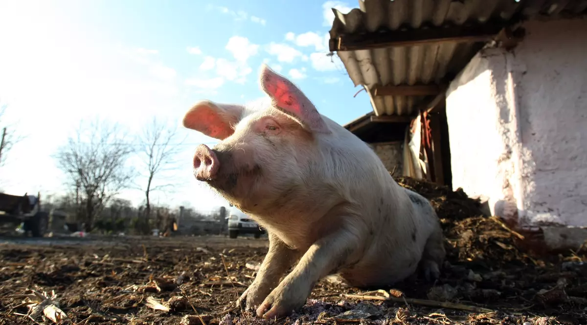 Rusia interzice porcii și produsele de porc din România