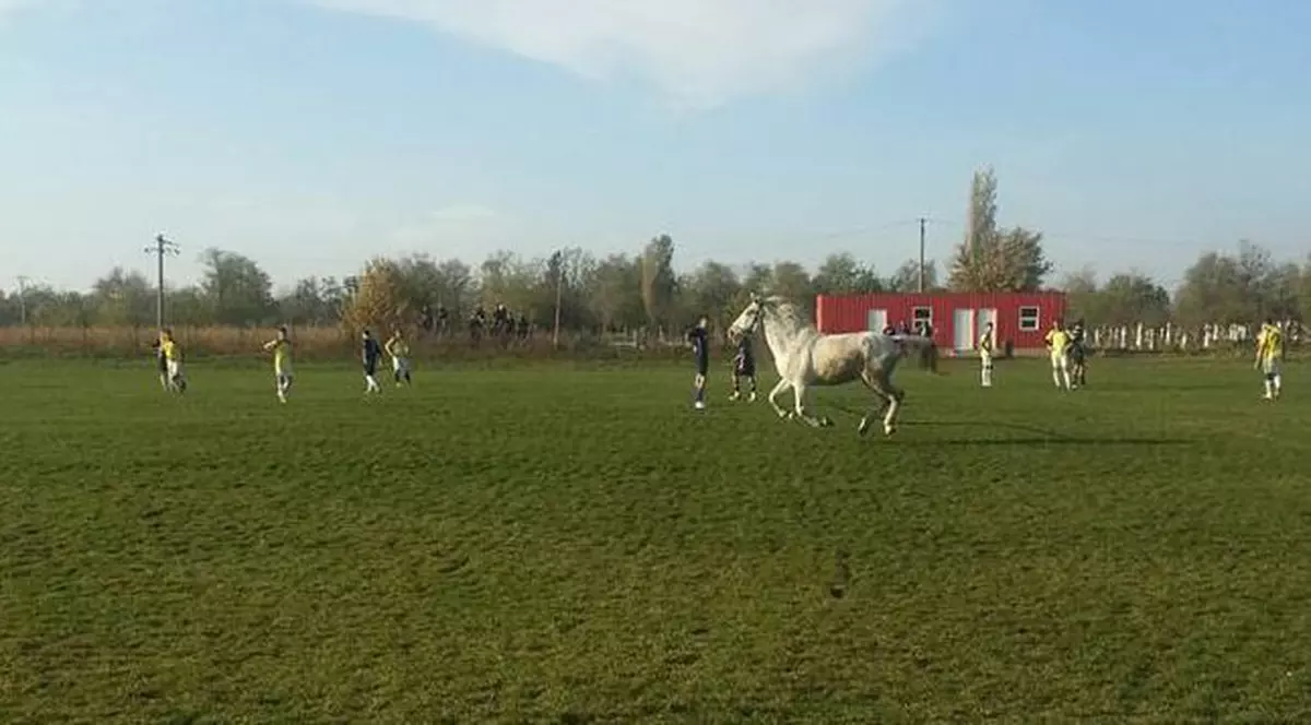Un cal a pătruns pe teren la un meci de fotbal din România! „A alergat cinci minute ca să ne ajute să egalăm!”