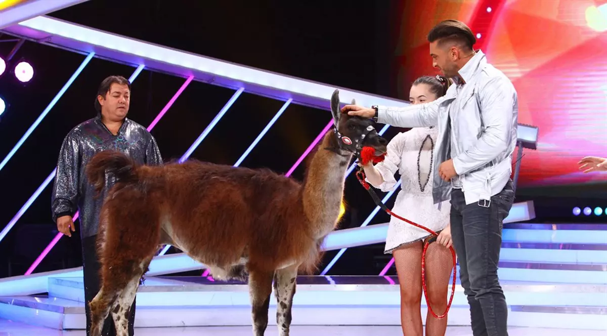 O lamă urcă pe scena de la Next Star! Este animalul de companie al unei concurente