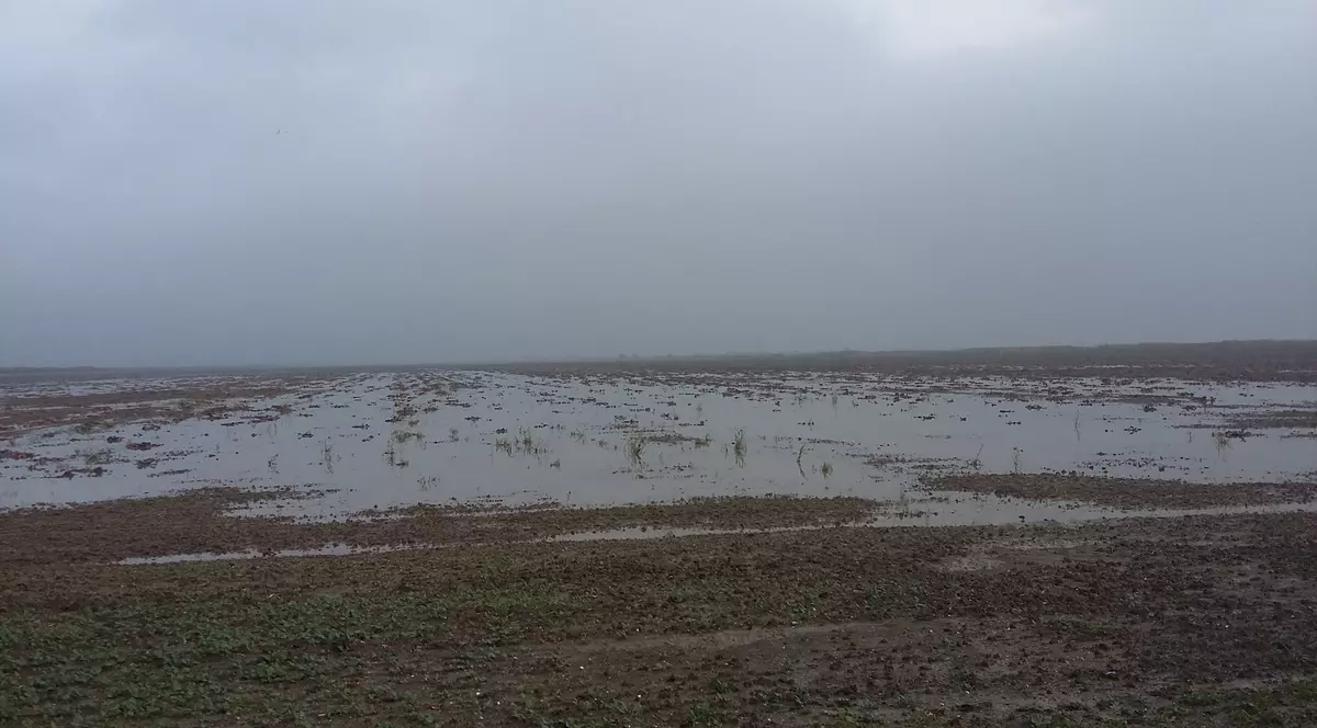 Recoltă distrusă de ploi. Natura a făcut pagube de milioane de euro în județul Galați