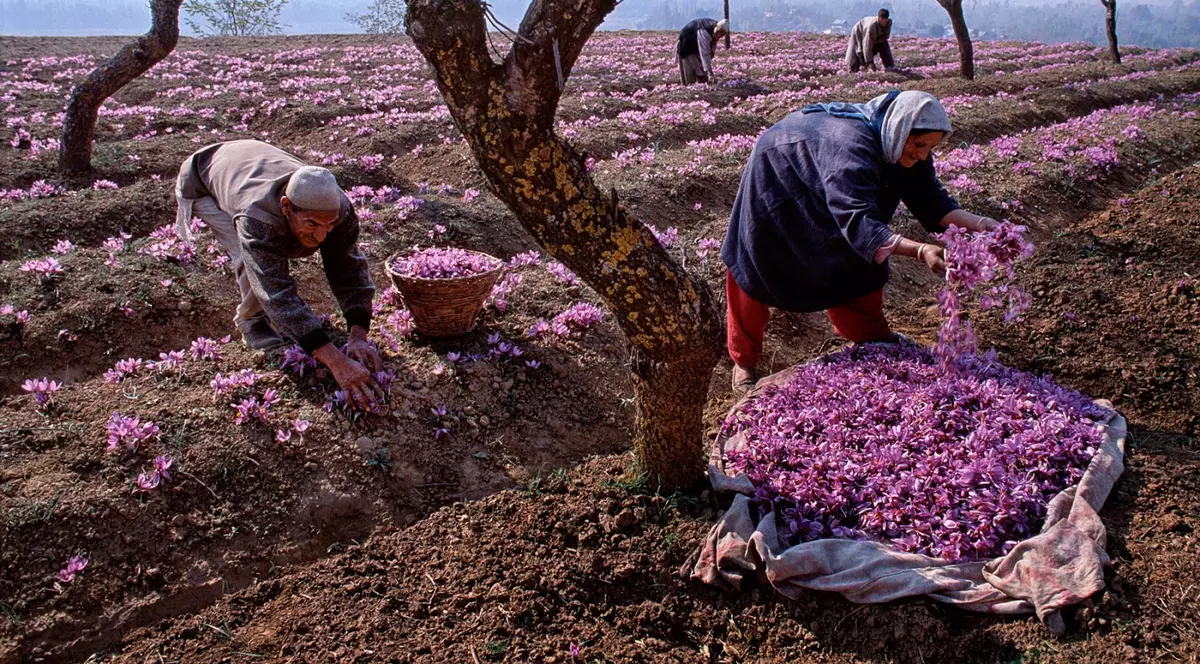 Ministrul Agriculturii: Ţăranii românii ar putea cultiva plante mai scumpe decât aurul!
