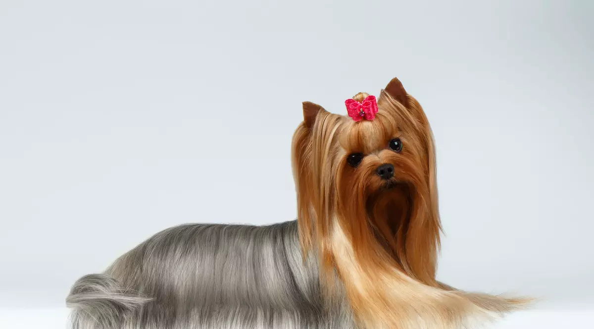 câinele născut în zodia Balanței