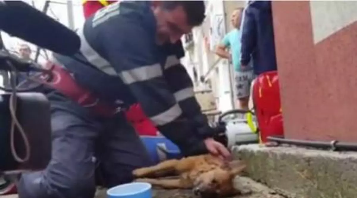 Cățelul salvat din incendiul de la Pitești a murit! ”Drum bun, prietene” VIDEO