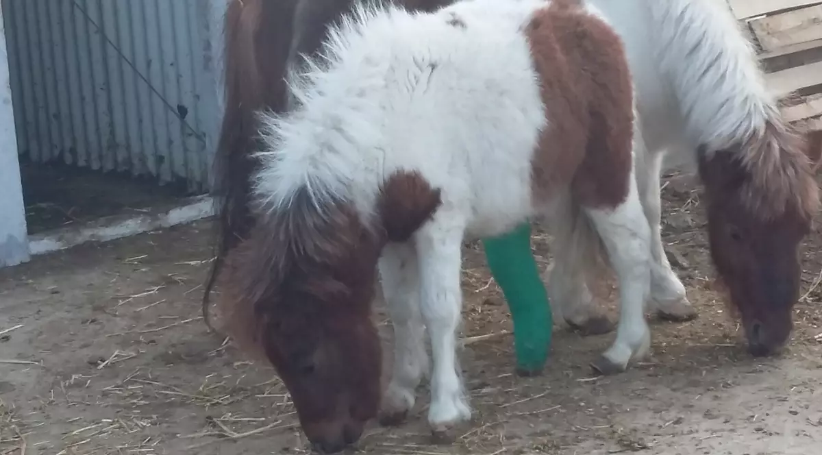 Poneiul Hanna, salvat de la moarte după mai multe luni