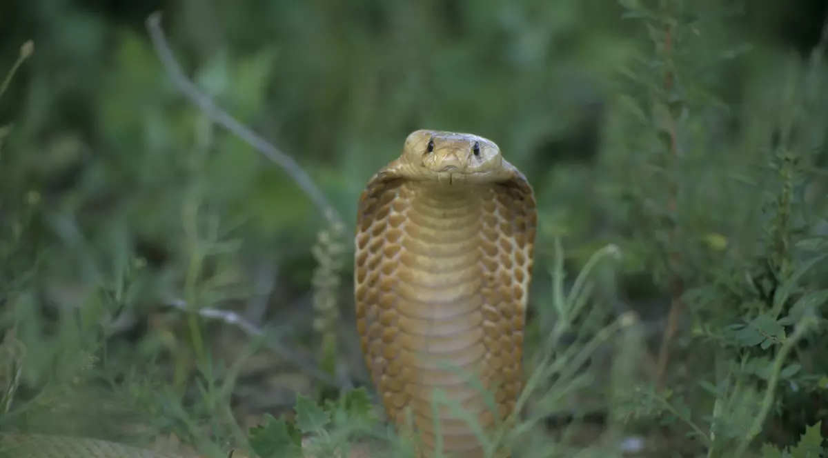 O femeie din INdia a fost mușcată de un șarpe Cobra și familia a crezut-o moartă