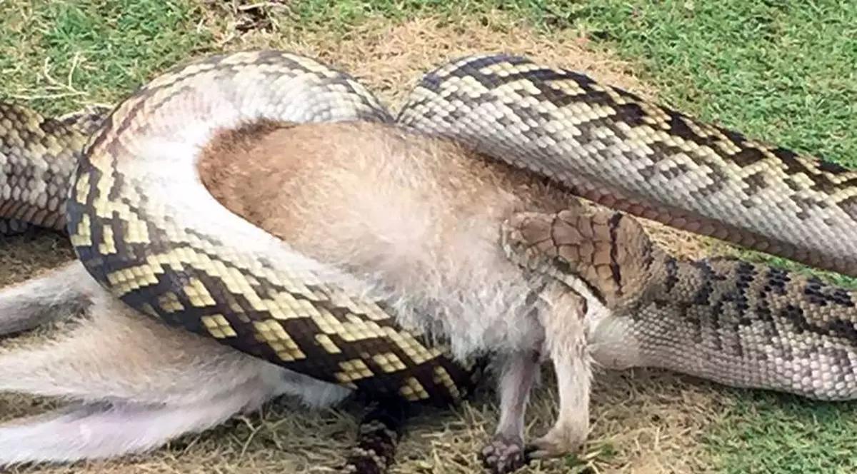 Imagini șocante din golf! Un piton lung de 4 metri a înghițit un pui de cangur / GALERIE FOTO