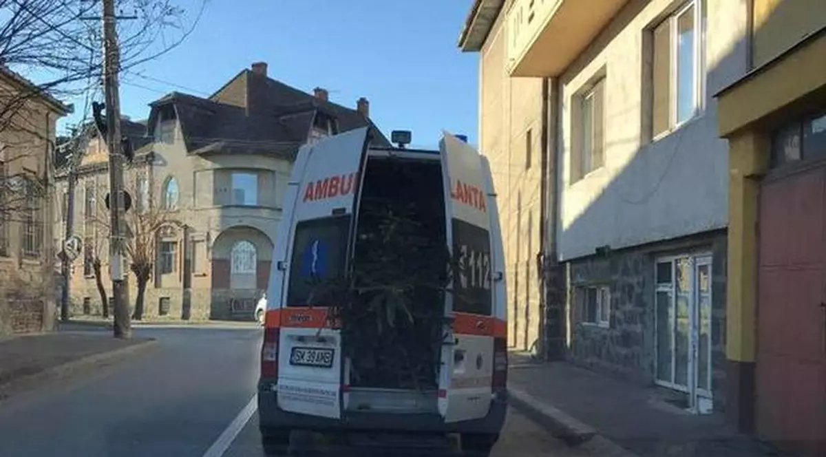 transpotarea unui brad cu ambulanta