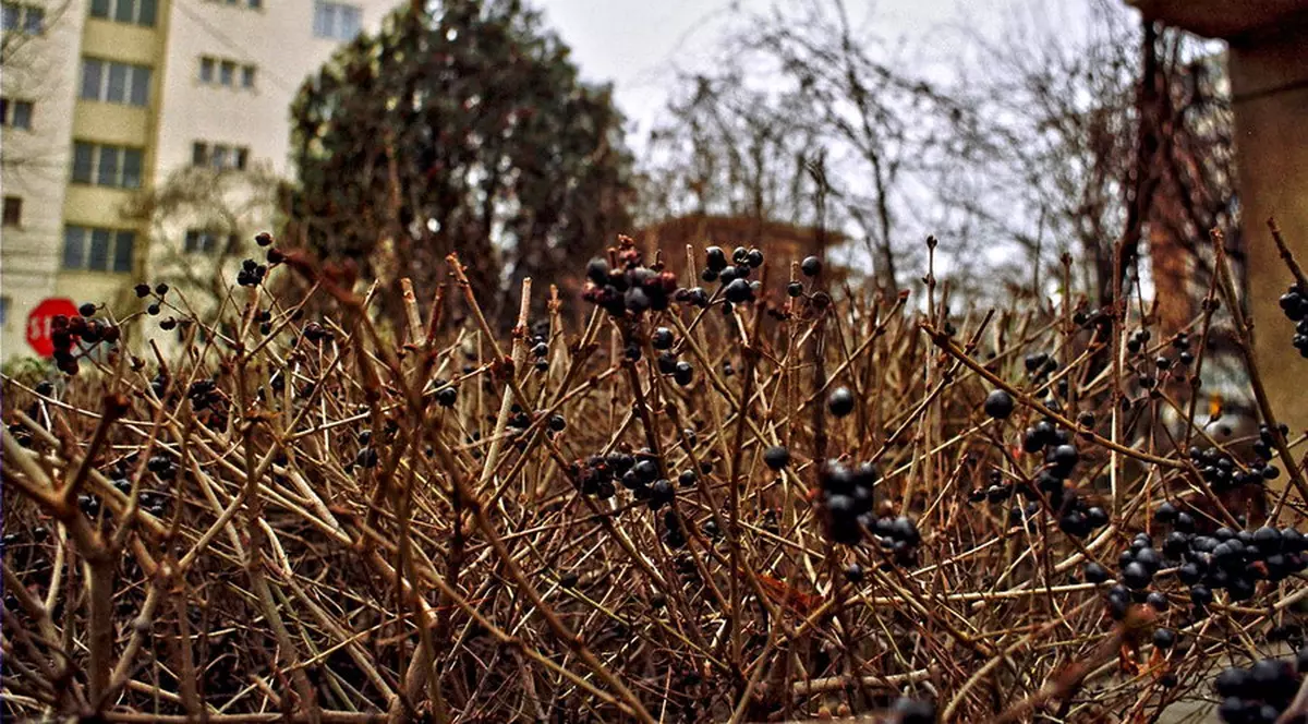 O fetiță a murit și alta este în comă după ce au mâncat fructe otrăvitoare