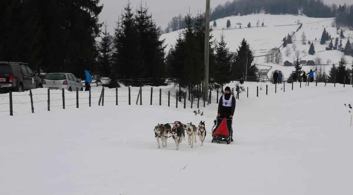 Concurs inedit de câini nordici în Pasul Tihuța GALERIE FOTO