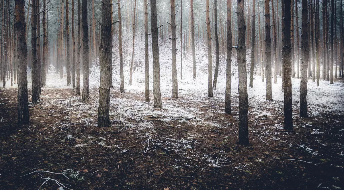 Paza gratuită pentru pădurile sub 30 de ha