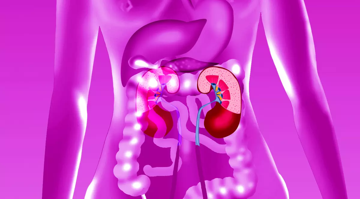 A fost descoperit un nou organ in corpul uman: mezenterul