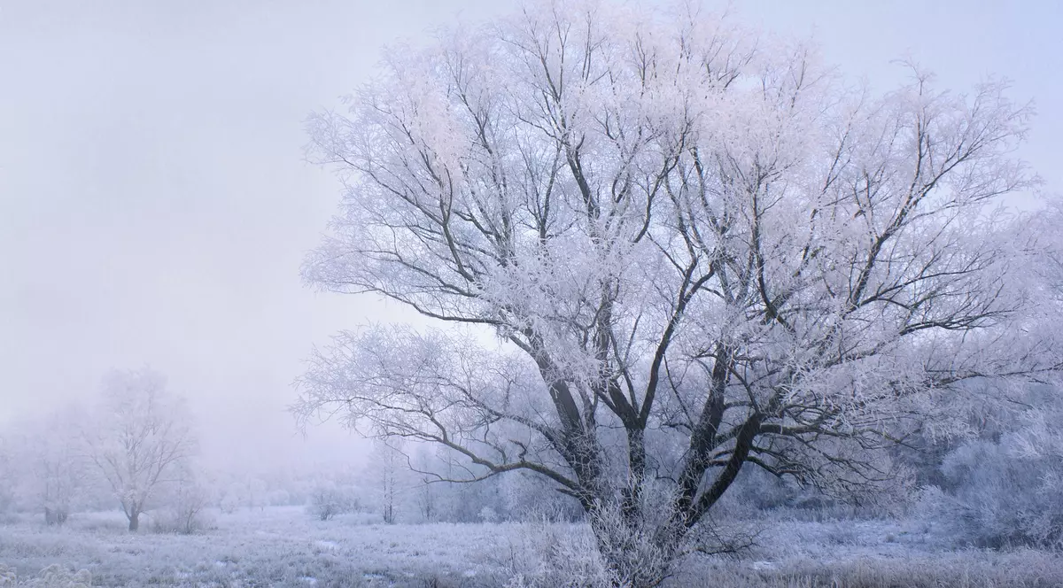 chiciura și poleiul