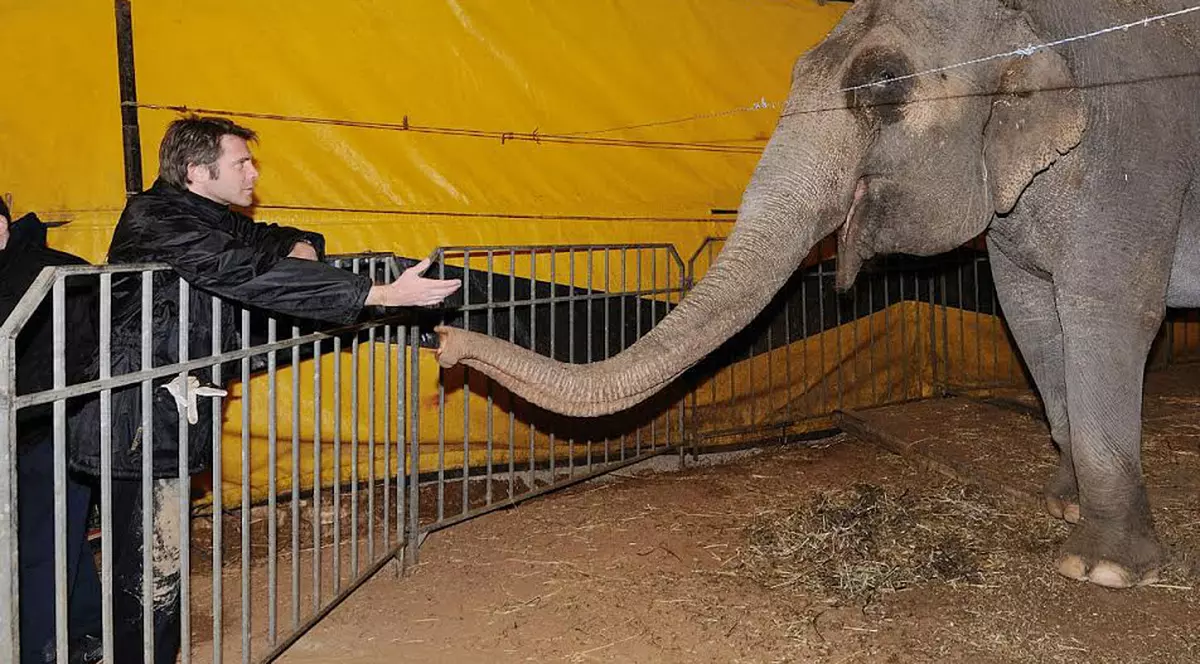 Animalele sălbatice nu mai au voie în circuri