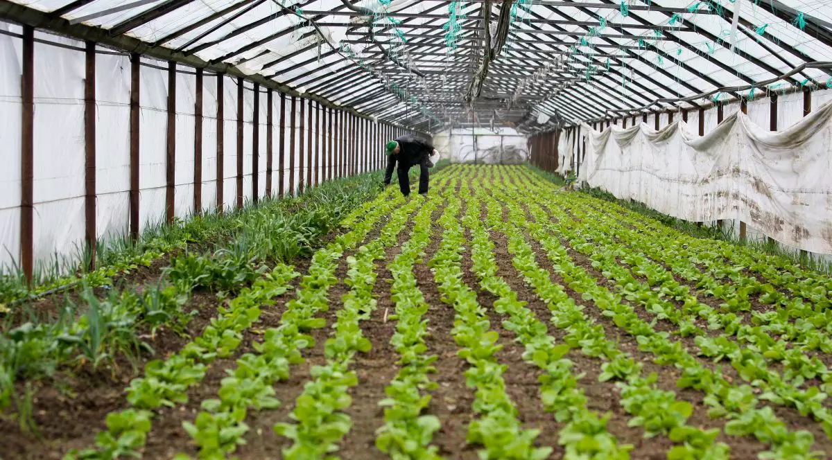 EXCLUSIV. Legumicultorii români explică de ce nu au gust produsele occidentale. ”Roșiile se cultivă în vată minerală”