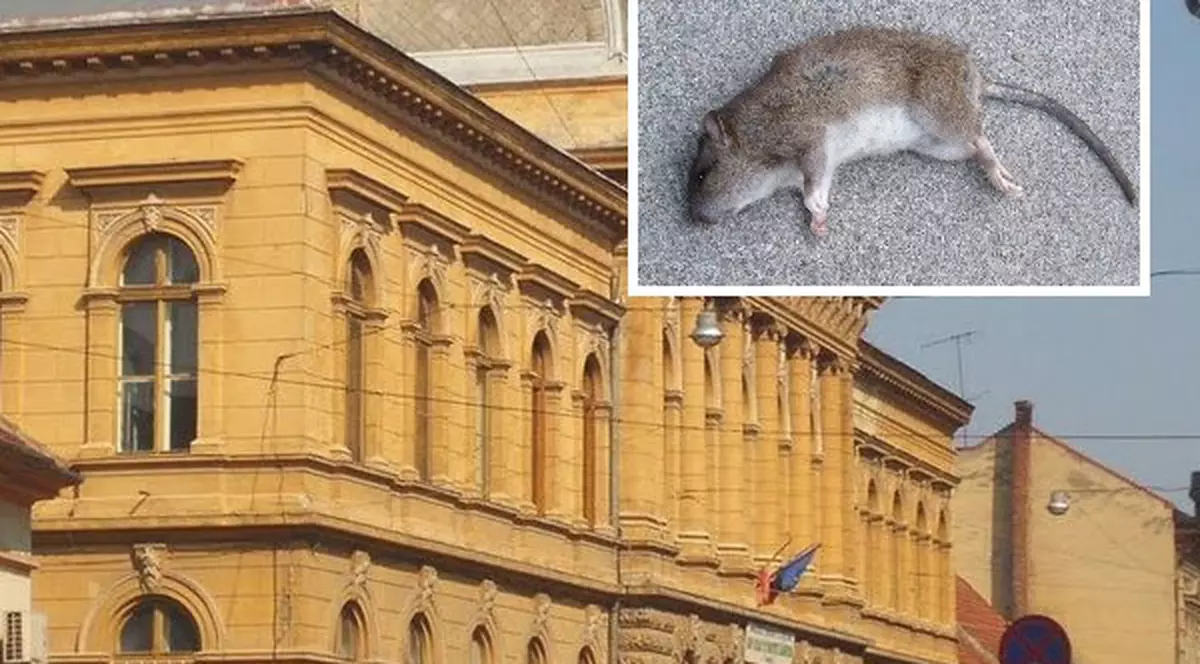 Liceul din Arad în care s-au găsit șobolani a fost amendat cu 3.000 de lei