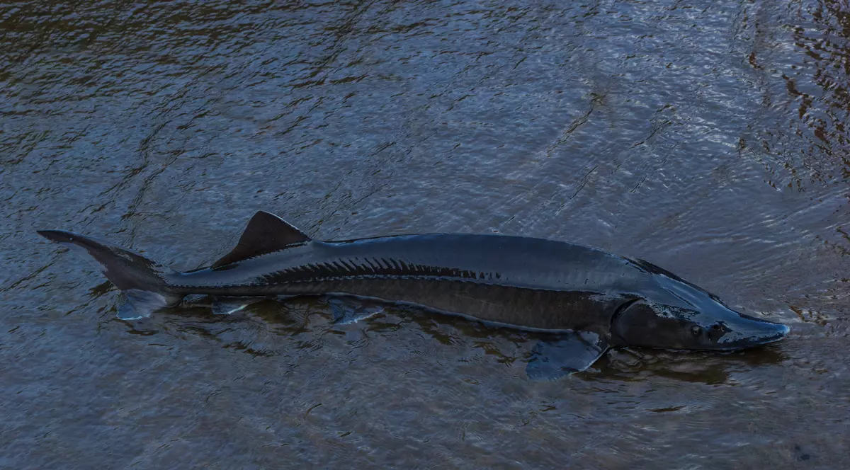 EXCLUSIV / Icrele negre, mai importante decât securitatea națională. Sistemul de supraveghere a frontierei, mort în fața braconierilor