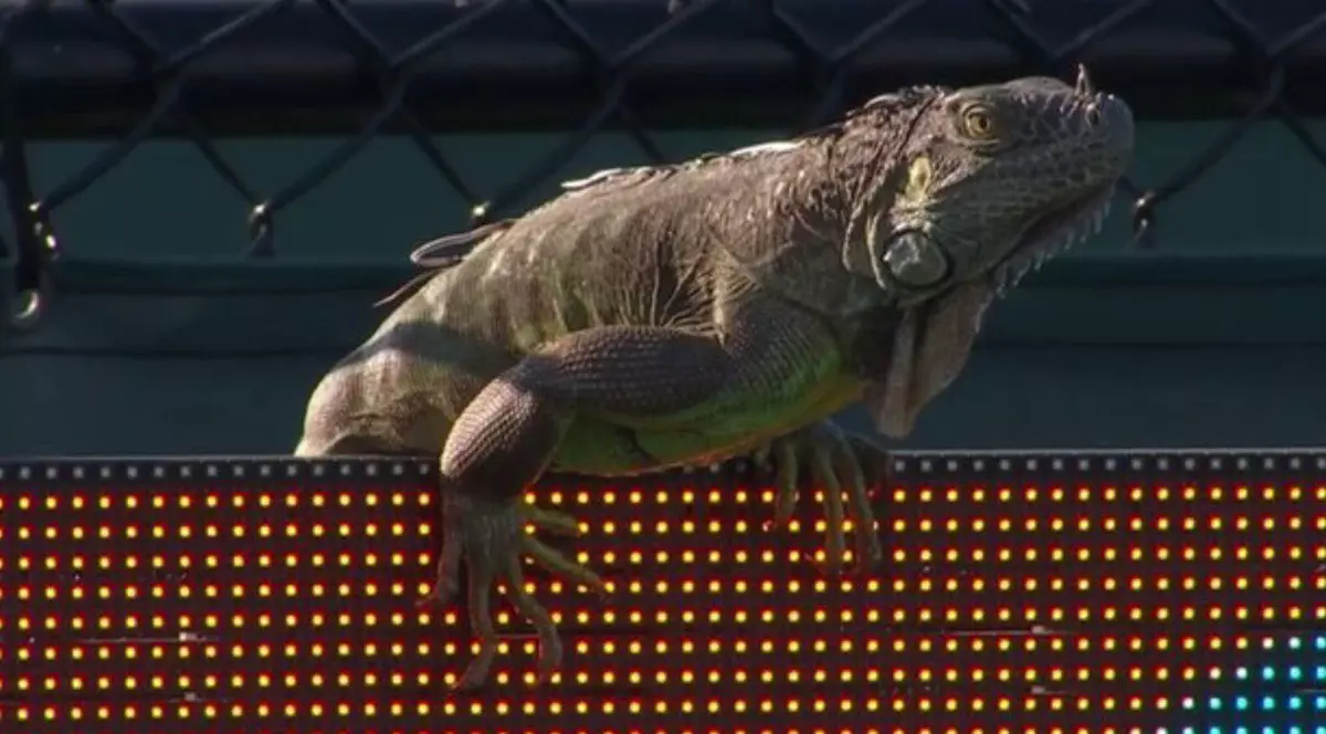 Simona Halep, în pericol! Pe terenurile de la Miami umblă șopârle uriașe / GALERIE FOTO & VIDEO