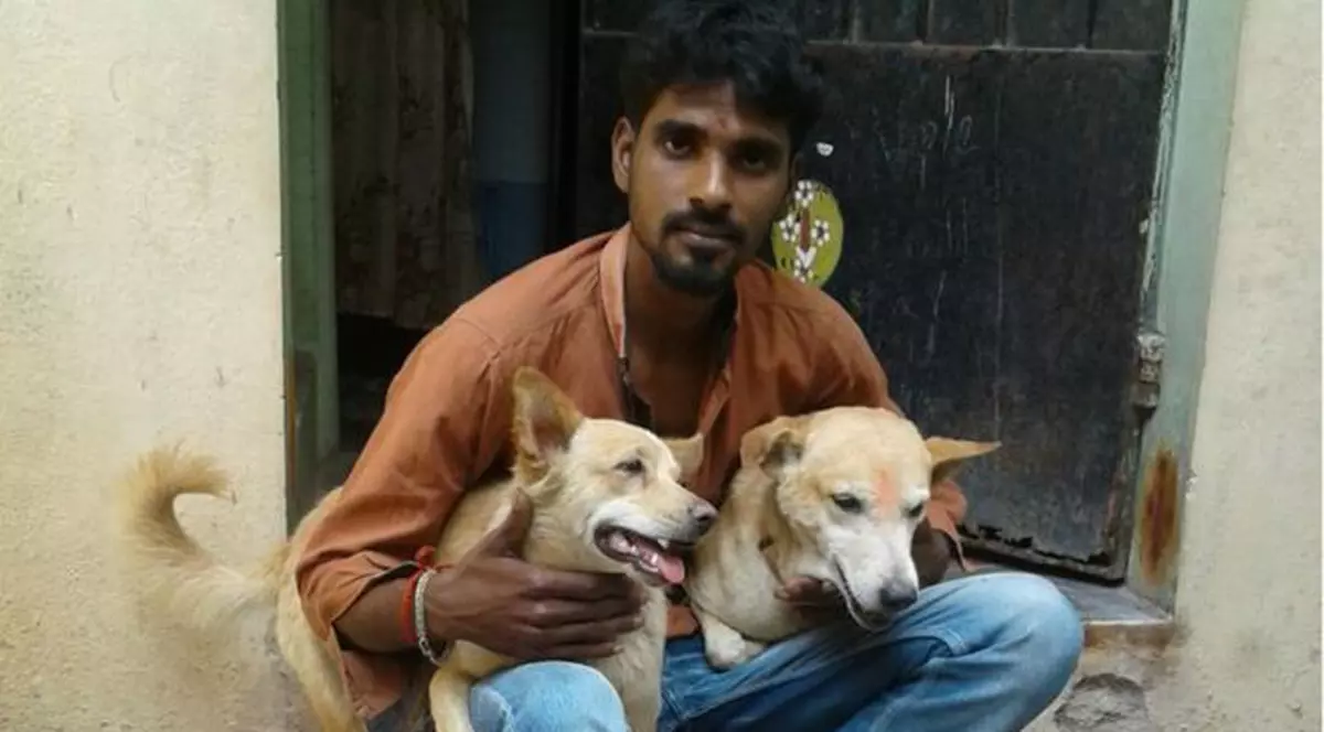 Doi câini maidanezi au devenit eroi, după ce au ajutat la prinderea unui agresor