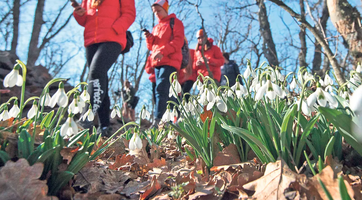 Știai că ghioceii provin din Turcia?