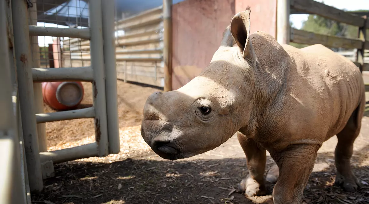 Un rinocer a fost ucis la o grădină zoologică din Franța. Cornul a fost tăiat și furat
