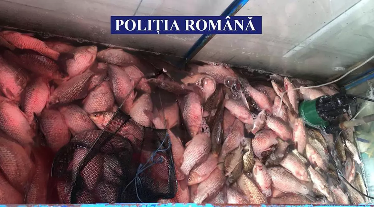 240 kg de peşte și 3 ambarcaţiuni, confiscate de polițiști