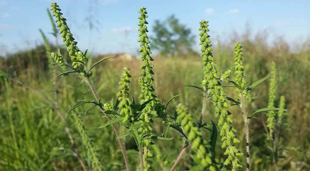 Senatul a adoptat Legea privind combaterea ambroziei