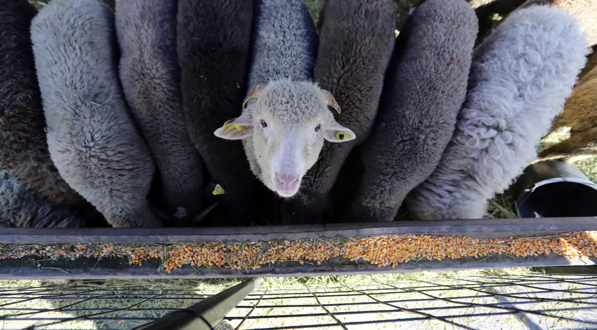 Prețul cărnii de miel scade la spartul târgului. Ciobanii se tem că vor rămâne cu marfa nevândută