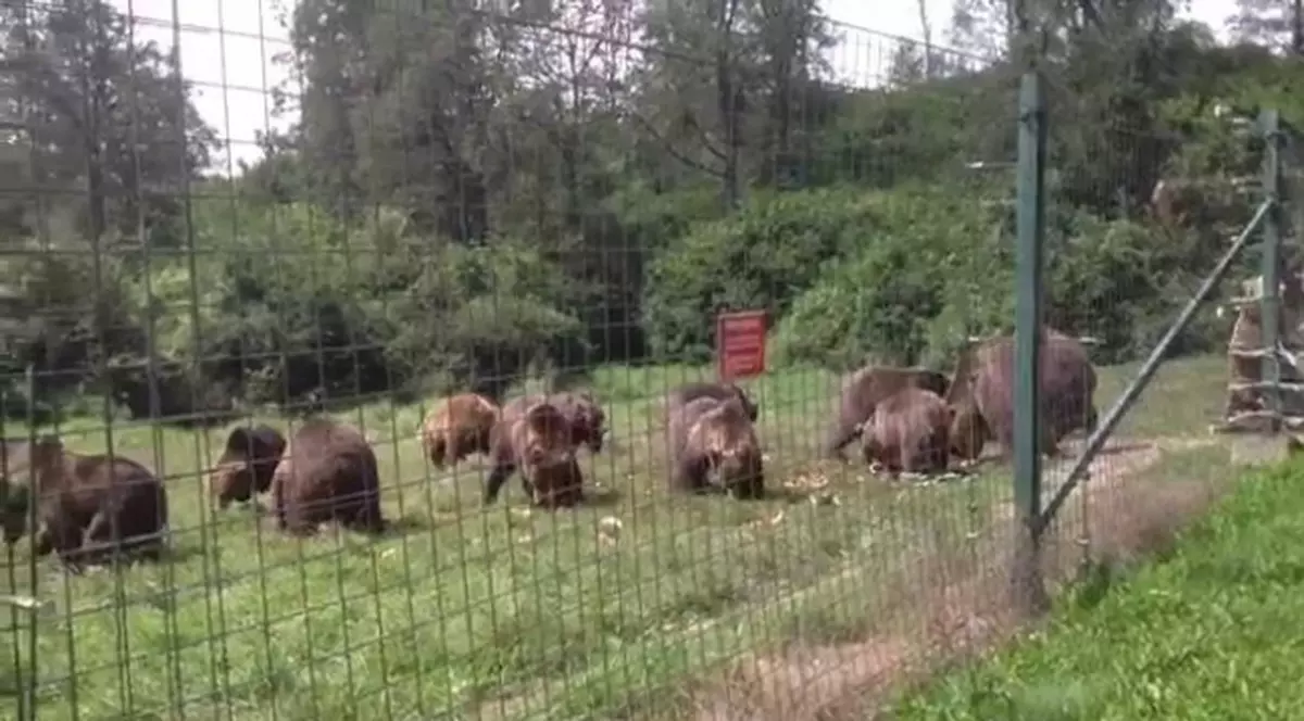 Loc de muncă part time la rezervația de urși de la Zărnești, plătit cât pentru o zi întreagă de muncă