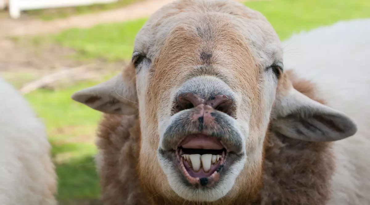 Zvonul care azi a încins internetul: Ministrul Turismului vrea să înlocuiască frunza din brandul turistic al României cu o oaie