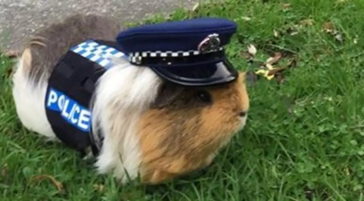 Poliția din Noua Zeelandă a angajat un … porcușor de Guineea