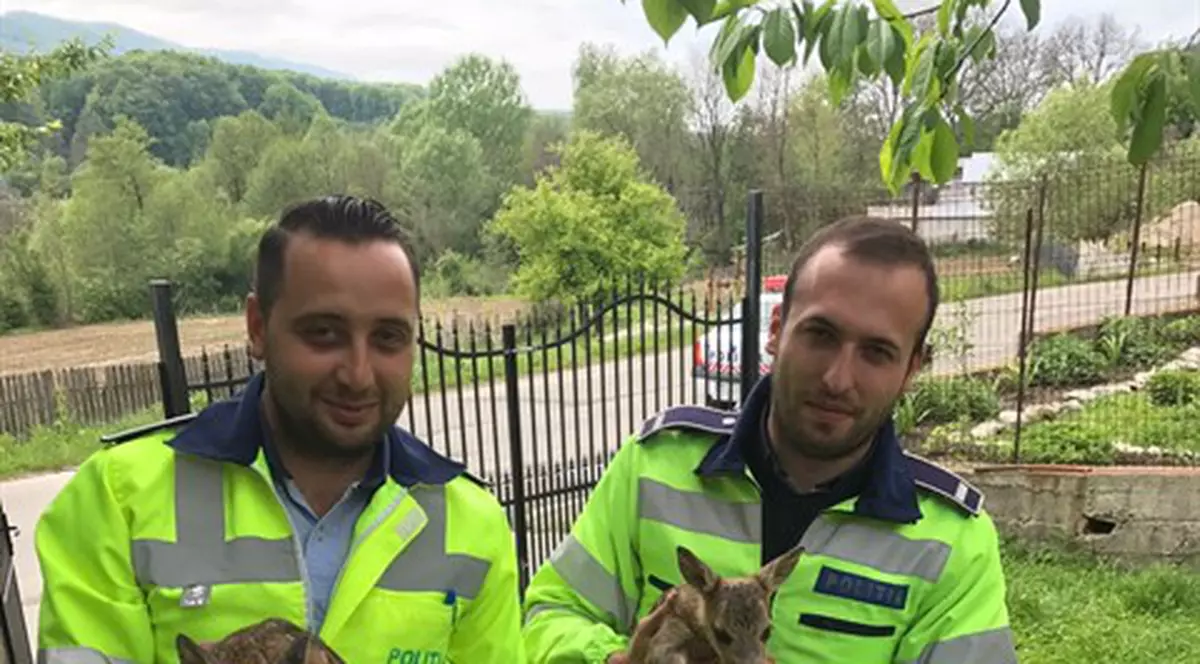 Doi pui de căprioară, salvați de polițiști în județul Vâlcea. Se rătăciseră de mama lor