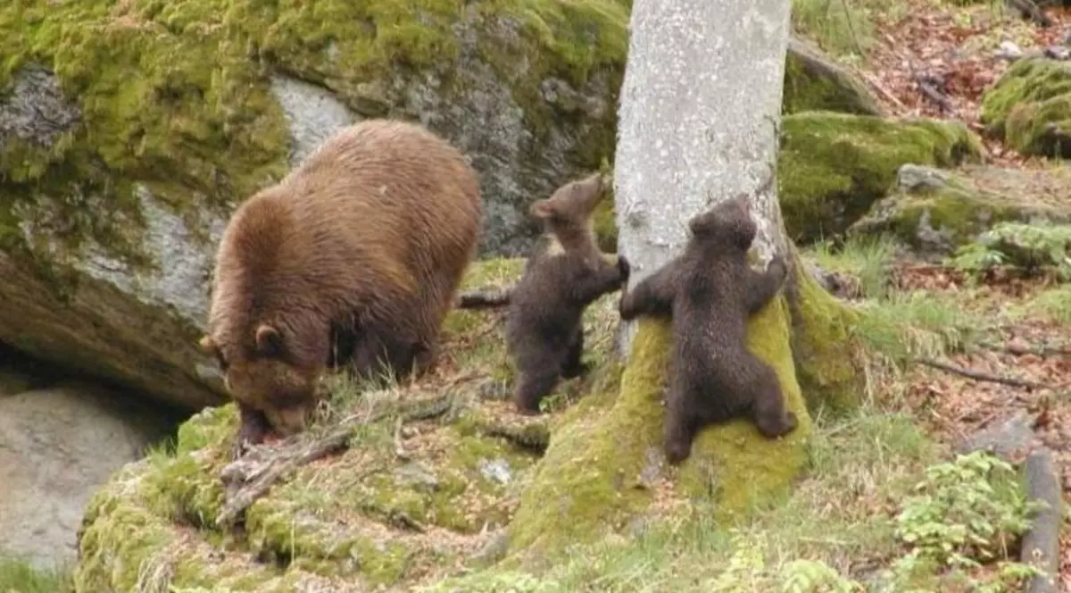 Sute de oameni vin la protest în București. Vor împușcarea urșilor periculoși