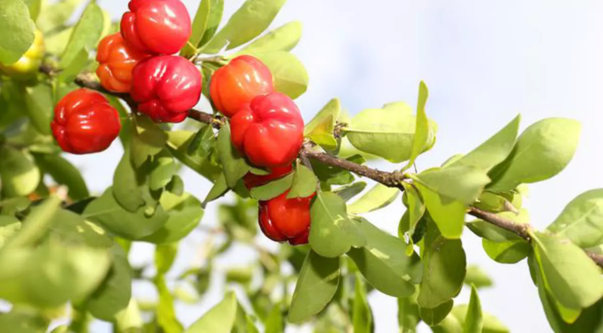 Cireșele acerola previn cancerul. Află ce alte afecțiuni mai poți trata cu ele