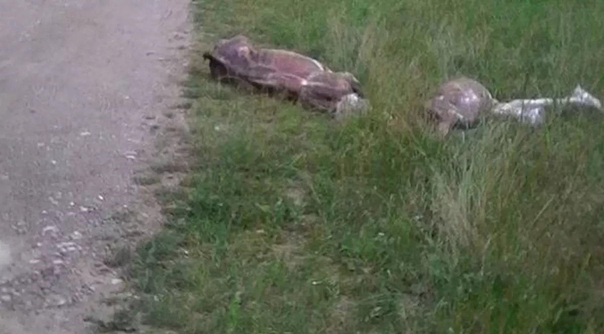 Viței jupuiți, abandonați pe un drum din Bihor