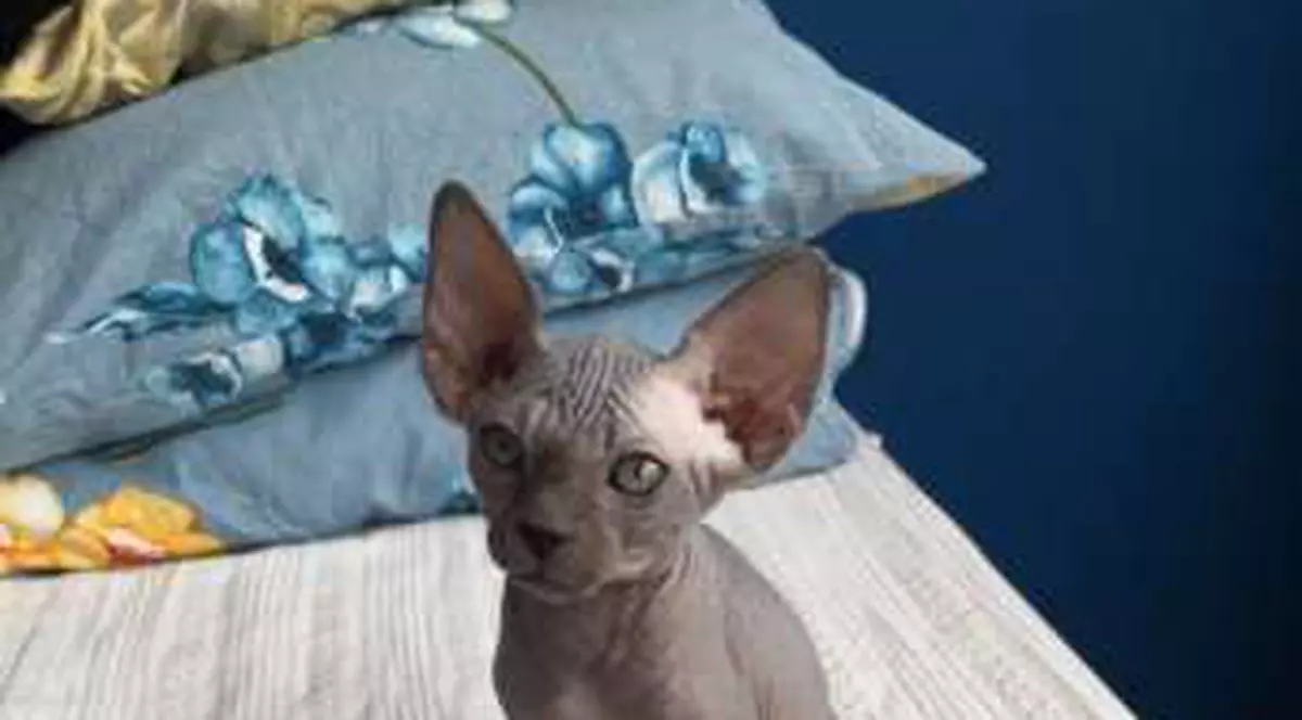 Pisicile fără păr, câinii tibetani și veverițele, fițele iubitorilor de animale. Cât plătesc pentru ele proprietarii