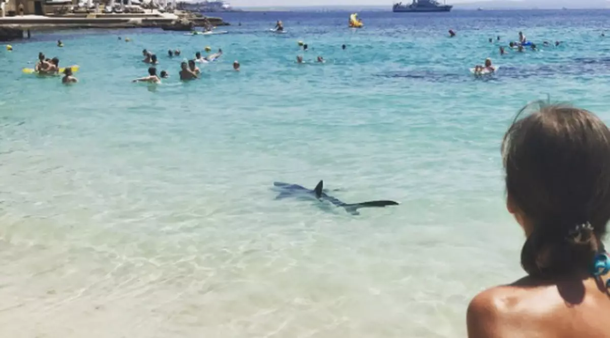 Panică în Mallorca. Turiștii au fost speriați de apariția unui rechin | VIDEO