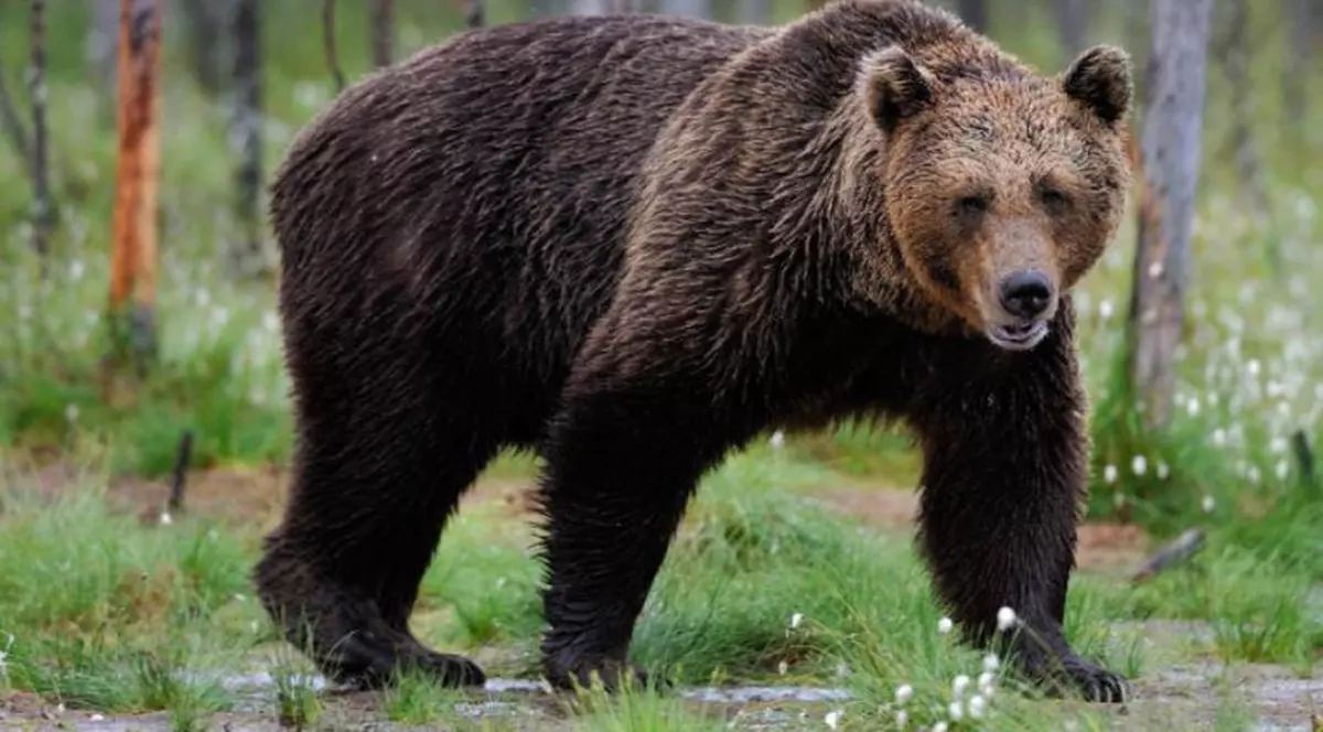 Cioban atacat de urs în Munții Retezat