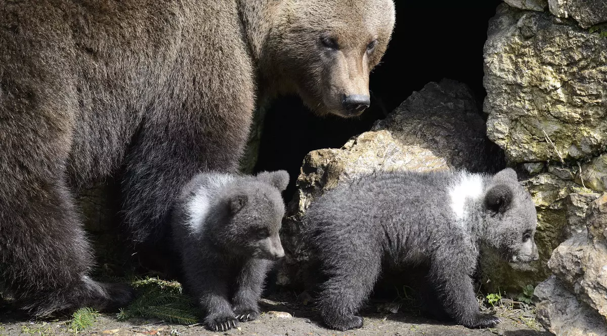 ursoaică cu pui în Cheia, județul Prahova